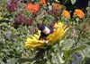 Marienkäferchen in Sonnenblume